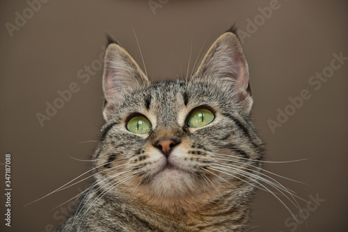 Fototapeta Naklejka Na Ścianę i Meble -  Kitty's green eyes
