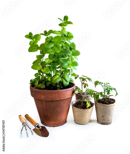 Young tomato seedlings in pots and mint plant.