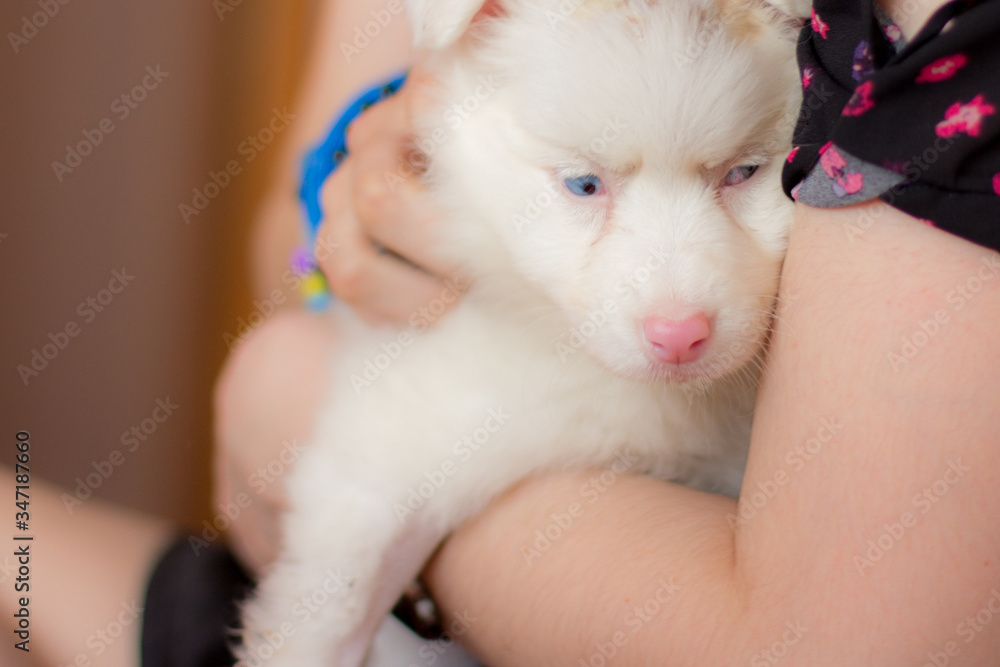 Girl Holding White Border Collie Girl Holding White Border Collie