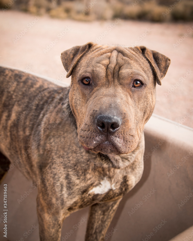 Close up of a mixed breed dog at a desert park Close up of a mixed breed dog at a desert park