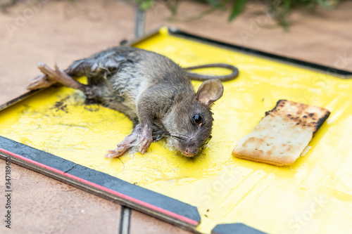 Rat mouse captured onto glue trap with biscuit bait