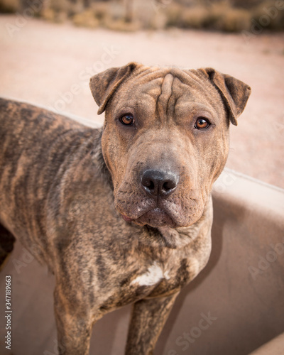 Close up of a mixed breed dog at a desert park