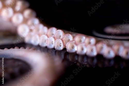 Fotografia Detail octopus tentacle