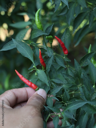hands holding red chillies pepper in the garden.