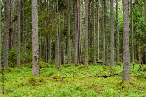 Beautiful forest landscape. Lahemaa nature Park in Estonia.