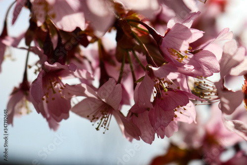 pink cherry blossom