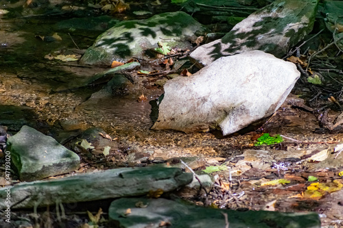 Fallen dry leaves and small branches in a forest pool among stones  moss and vegetation. Wet and humid climate after rainy weather