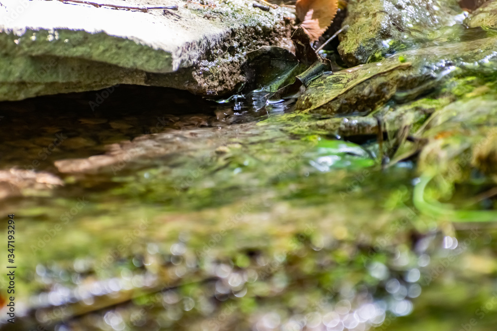 Fallen dry leaves and small branches in a forest pool among stones, moss and vegetation. Wet and humid climate after rainy weather