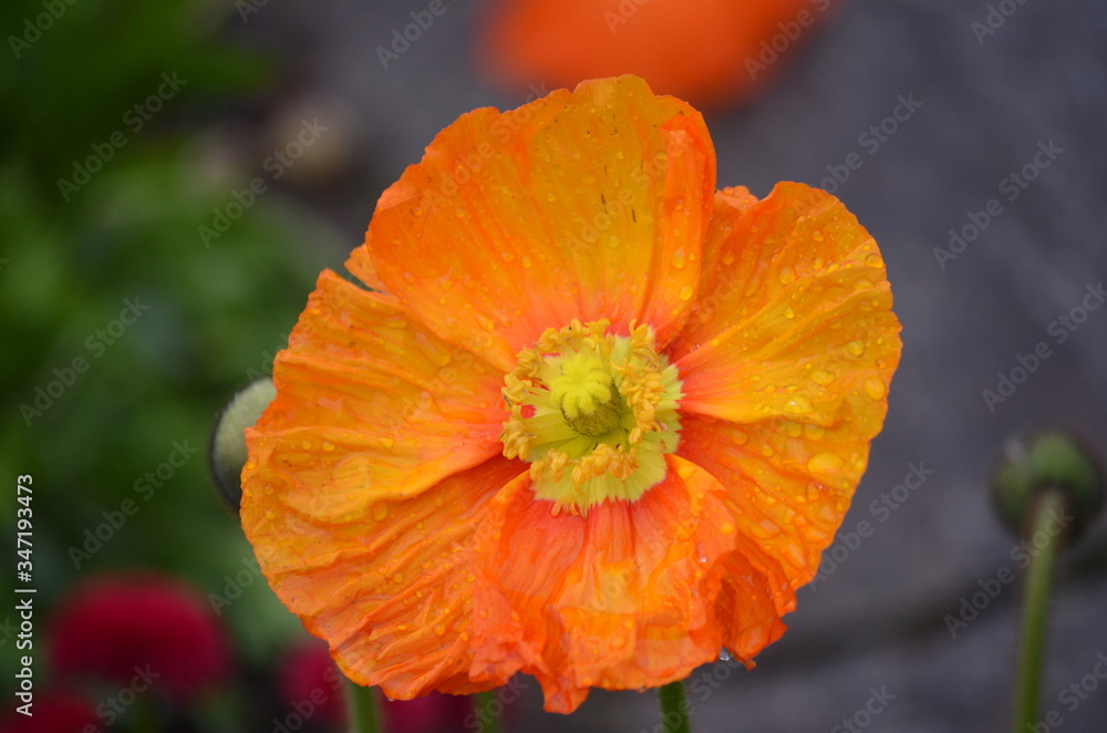 Close up of one orange poppy flower in a British cottage style garden in a sunny summer day, beautiful outdoor floral background photographed with soft focus
Close up of one orange poppy flower in a British cottage style garden in a sunny summer day, beautiful outdoor floral background photographed with soft focus