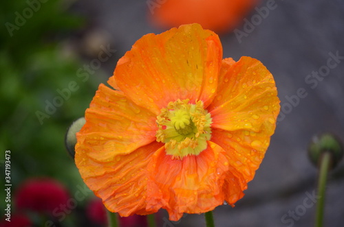 Close up of one orange poppy flower in a British cottage style garden in a sunny summer day, beautiful outdoor floral background photographed with soft focus 