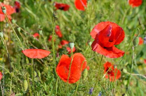 Close up of many red poppy flowers and many raw green capsules in a sunny summer garden, beautiful outdoor floral background photographed with soft focus 