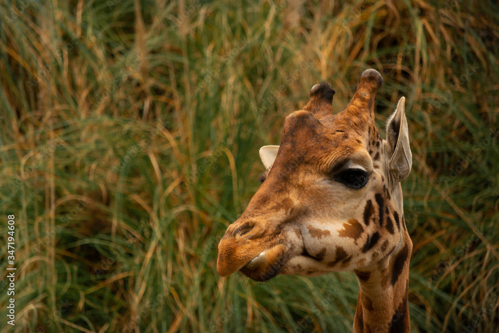 Obraz premium Giraffe in natural background