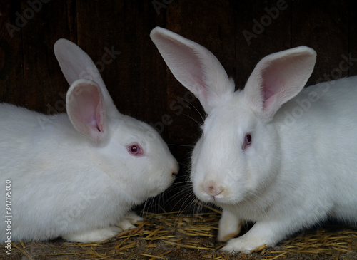 Squinting domestic rabbits in a cage.