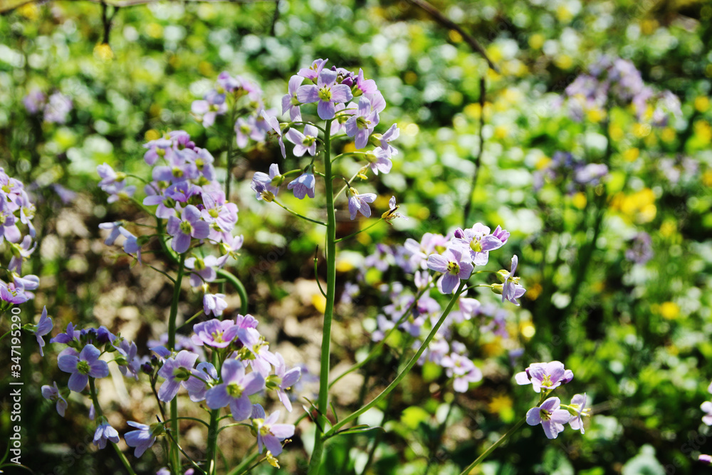 Spring flowers in forest, Germany Spring flowers in forest, Germany