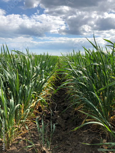 Green field of wheat with beautiful clouds. Green background. Green Wheat