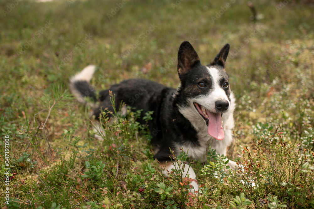 Pooch small black-and-white dog runs in a forest