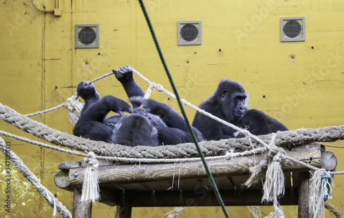 Gorillas in captivity photo