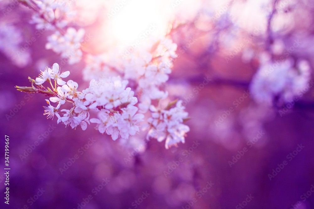 Blooming cherry branches at sunset in a spring garden. Full bloom of the spring season Blooming cherry branches at sunset in a spring garden. Full bloom of the spring season
