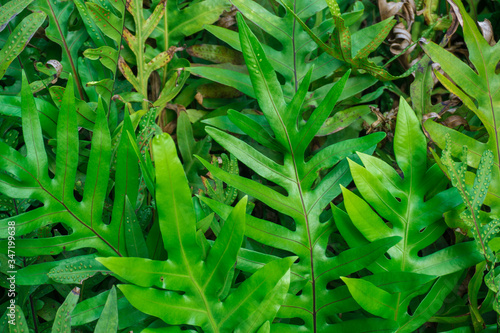 Green fern leaf spring season tropical forest background
