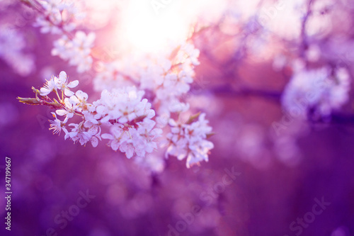  Blooming cherry branches at sunset in a spring garden. Full bloom of the spring season