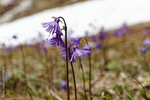 Bergblumen,  Soldanelle, Soldanella, Alpen photo