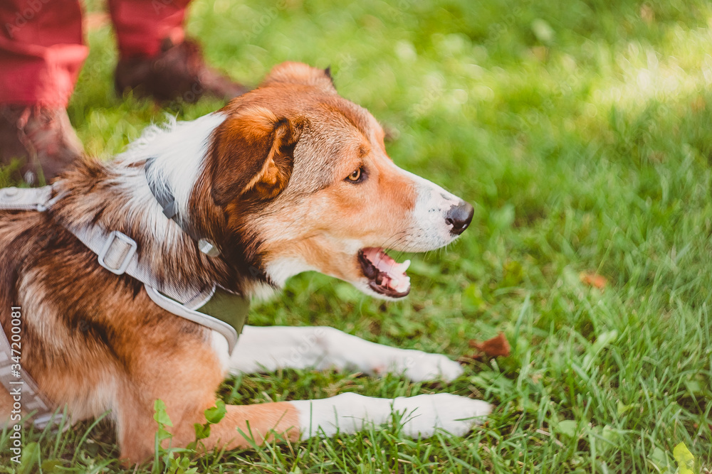 An English shepherd dog is lying on the grass and barking An English shepherd dog is lying on the grass and barking