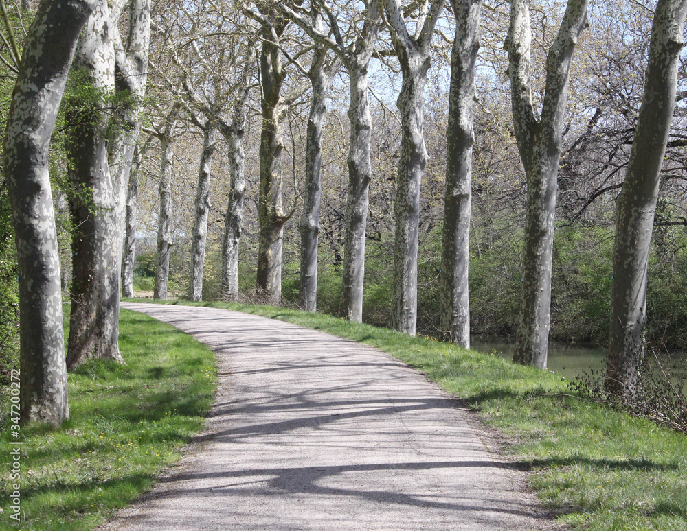 Shadowed path surrounded by trees Shadowed path surrounded by trees