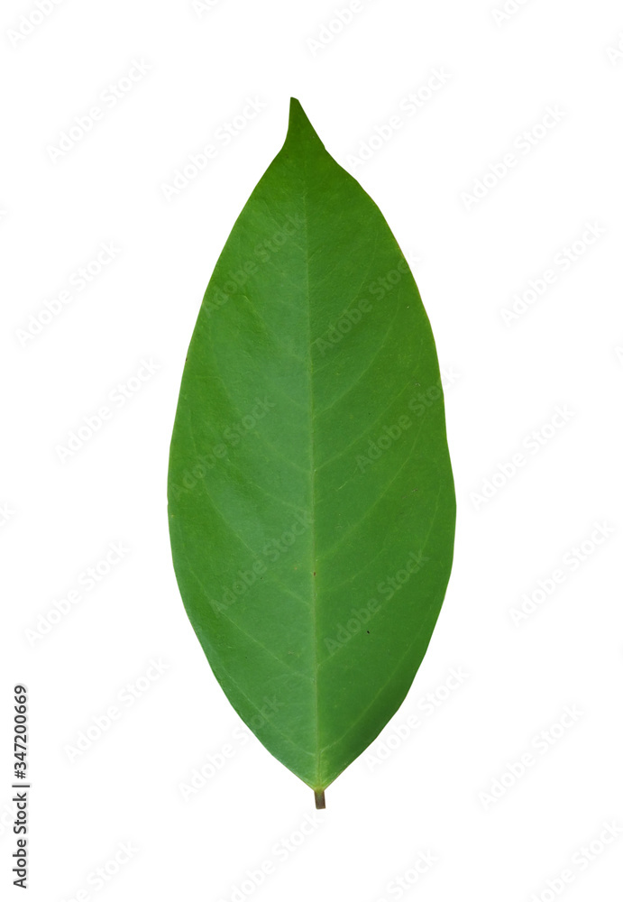 Green leaves on a white background Green leaves on a white background