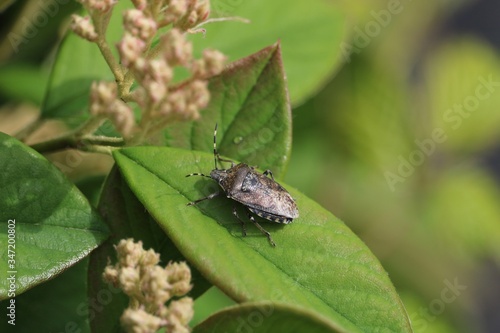 pentatome des baies © carolle