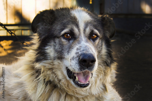 Portrait of a big shepherd dog