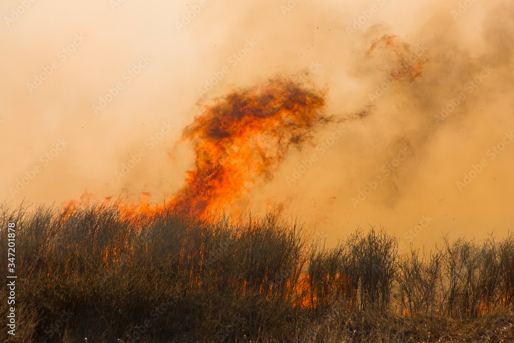 Wild fire in the field, orange flames and black smoke