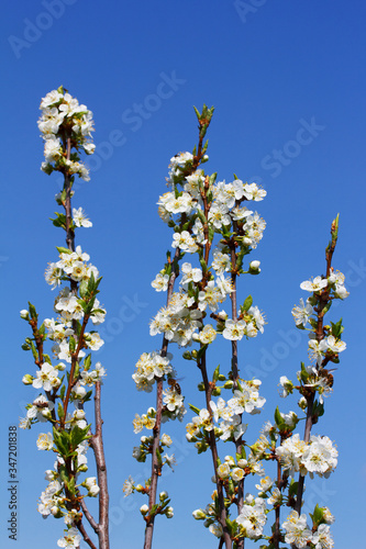 blooming branches of plum on a blue background