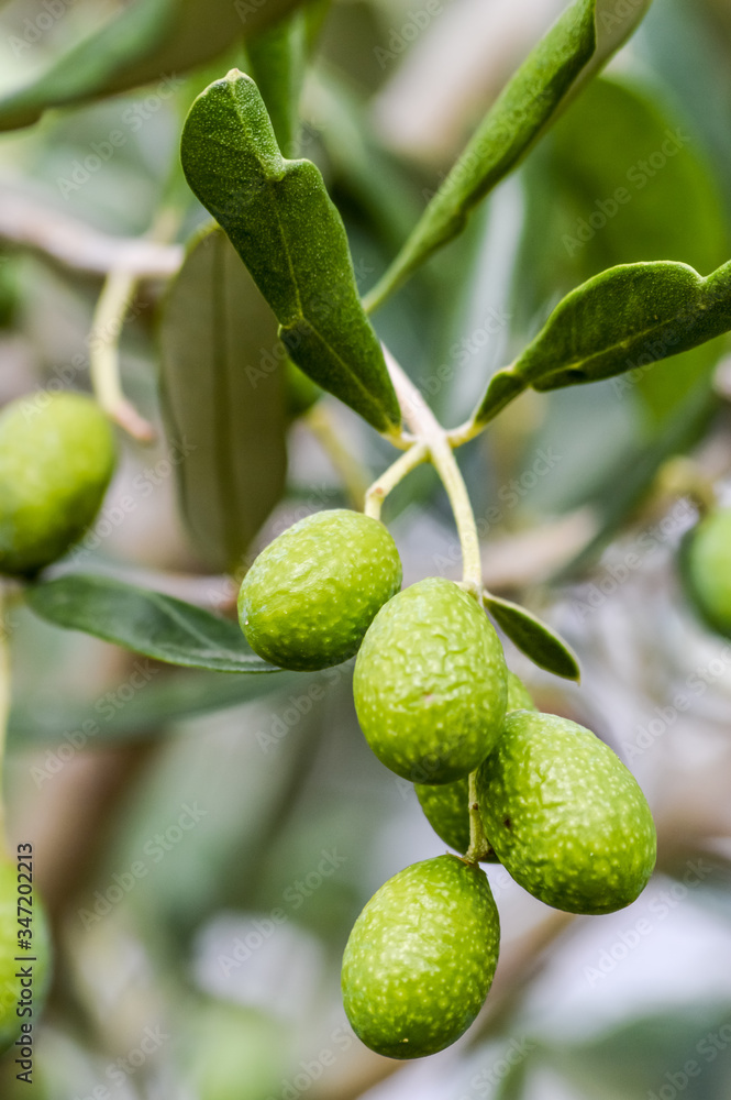 organic green olives and leaves on a branch organic green olives and leaves on a branch