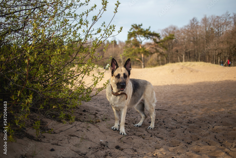 A large beautiful Eastern European shepherd dog stands on the sand on the beach on a Sunny day
