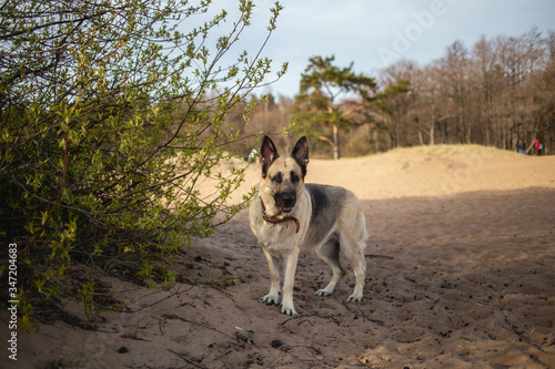A large beautiful Eastern European shepherd dog stands on the sand on the beach on a Sunny day