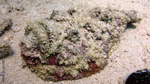 Reef Stonefish (Synanceia verrucosa) in the Red Sea, Eilat, Israel