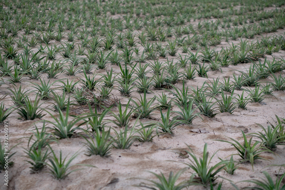 A small pineapple tree planted in rows. Use the amount of pineapple fruit to grow. A small pineapple tree planted in rows. Use the amount of pineapple fruit to grow.