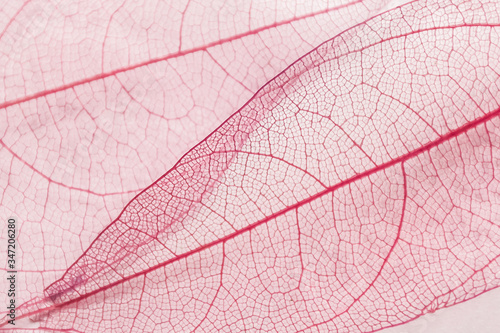 structure of dried red leaf