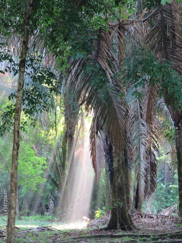 Sun rays shining through the tropical rainforest palm tree