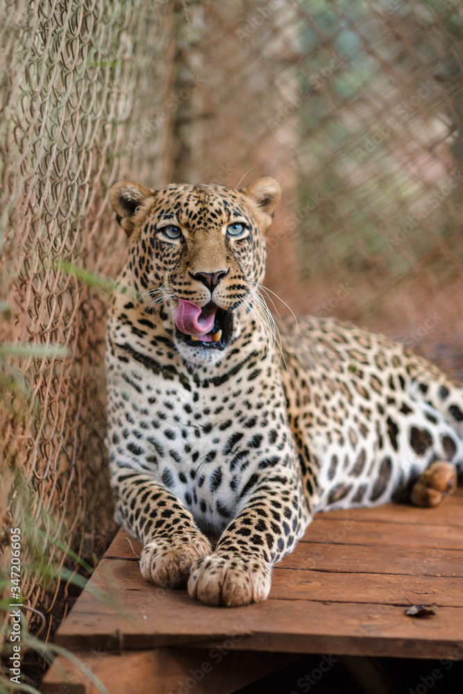 Naklejka premium Leopard