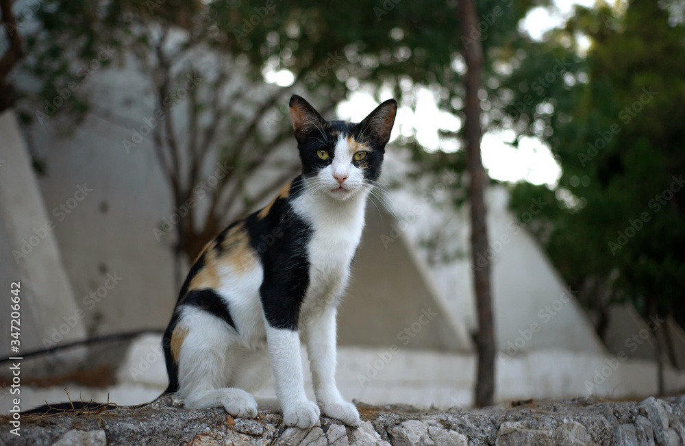 A homeless tricolor kitten is sitting on the street