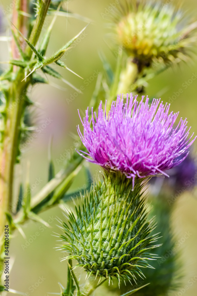 Milk thistle flower close up - Silybum marianum Milk thistle flower close up - Silybum marianum