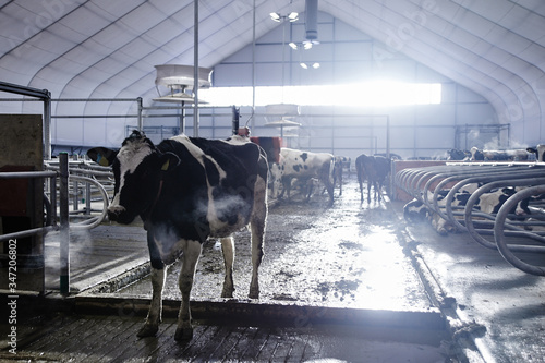 Foto Automated cow farm