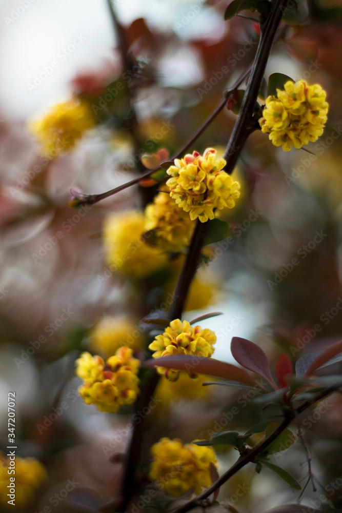 Yellow flower Yellow flower