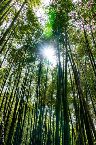 Rayons de soleil    travers une bambouseraie