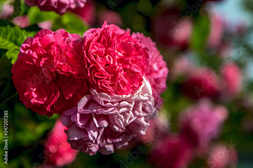 Rosiers sauvages du genre rosa à la roseraie botanique de Saint Clair à Lyon Caluire , Rosa Cinnamomea photo