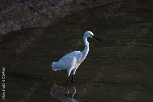 Little Egret at Sungei Buloh Wetland Reserve in Singapore