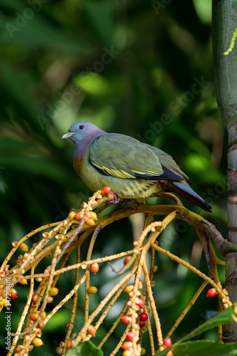 Pink-Necked Green Pigeon in Sungei Buloh Wetland Reserve photo