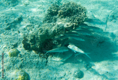 View of tropical fishes in Ouvea