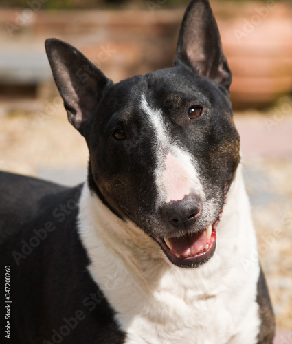 Slika na platnu A close up portrait of a black and white English Bull Terrier smiling and looking at the camera